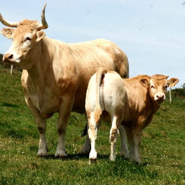 489457594_1593891494895944_2791680358035041681_n