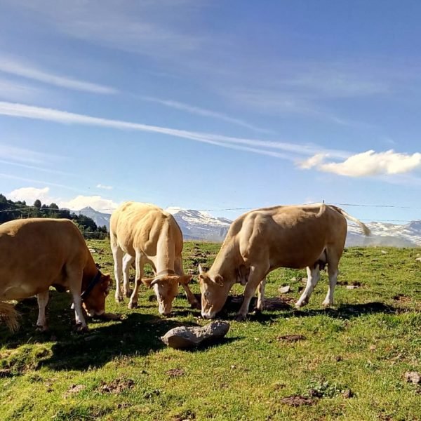 92276777_1401972026679517_773930519506190336_n